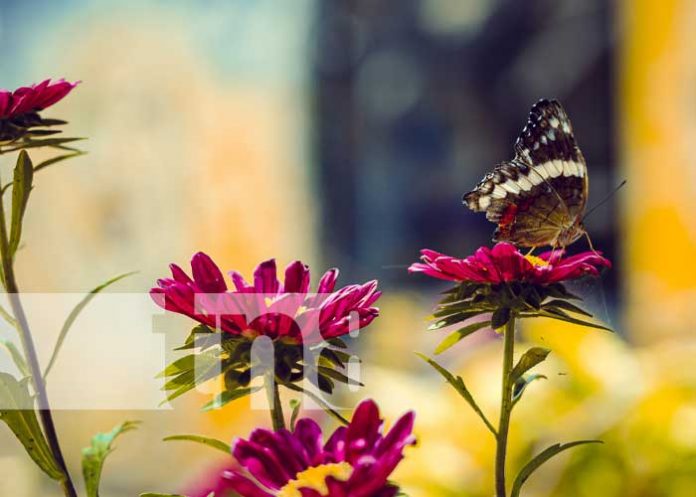 Foto: El Edén, lugar turístico de Ticuantepe / TN8