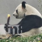 Sichuan, China: pandas, grandes industrias, historia y viaje al futuro Foto: Sichuan, un lugar turístico por excelencia en China / TN8