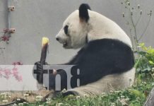 Foto: Sichuan, un lugar turístico por excelencia en China / TN8