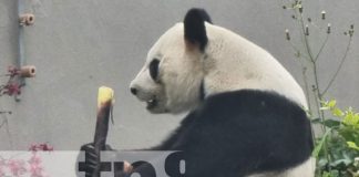 Foto: Sichuan, un lugar turístico por excelencia en China / TN8