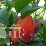 Foto: Vivero Volcán en Ometepe / TN8