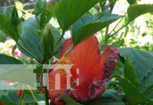 Foto: Vivero Volcán en Ometepe / TN8