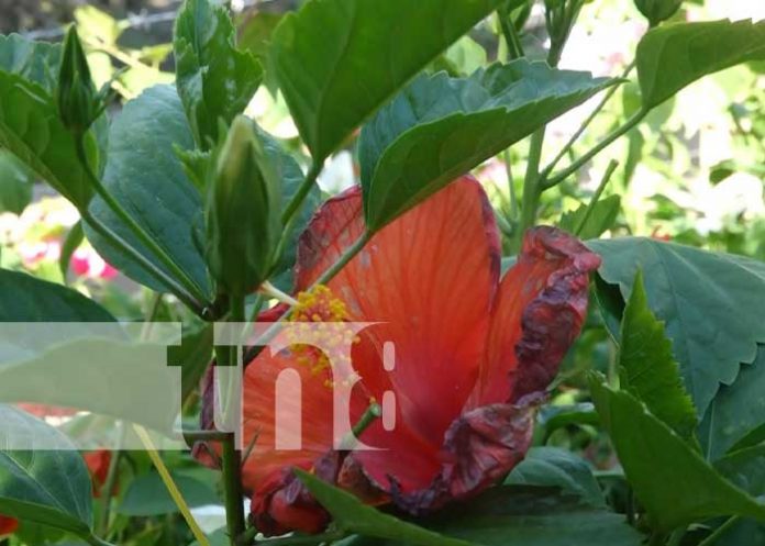 Foto: Vivero Volcán en Ometepe / TN8