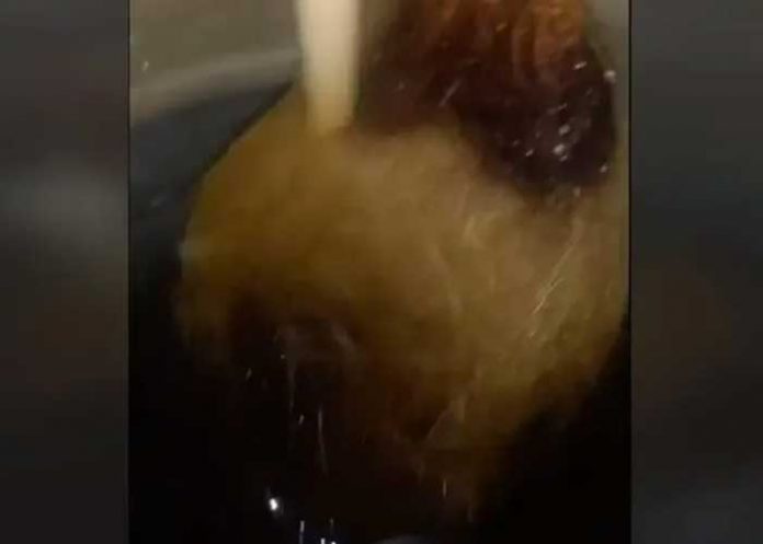 Foto: ¡Alarmante! Encuentran una extraña planta dentro de una cisterna en México / Cortesía Foto: ¡Alarmante! Encuentran una extraña planta dentro de una cisterna en México / Cortesía