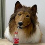 Toco el hombre perro está arrepentido, ahora quiere ser otro animal Foto: Toco el hombre perro está arrepentido, ahora quiere ser otro animal / Cortesía