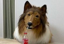Toco el hombre perro está arrepentido, ahora quiere ser otro animal Foto: Toco el hombre perro está arrepentido, ahora quiere ser otro animal / Cortesía