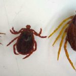 Foto: Terror en Europa /cortesía