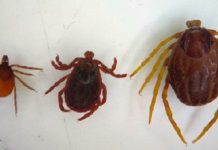 «Asquerosas garrapatas» se propagan por todo Europa Foto: Terror en Europa /cortesía