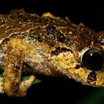 Hallan misteriosa «rana espinosa» en Ecuador Foto: ¡Increíble descubrimiento en Ecuador! /cortesía