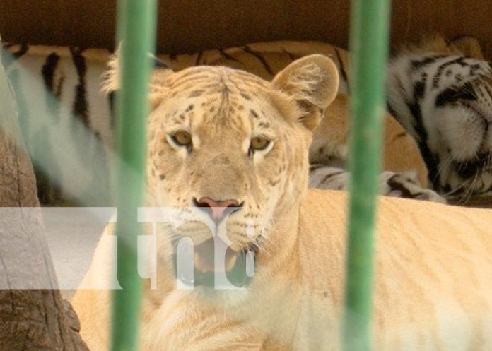 Foto: ¡Descubre el Zoológico Nacional! /TN8