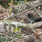 Foto: Tragedia en Jalapa: Hombre fallece tras ser aplastado por un árbol en Nueva Segovia/TN8