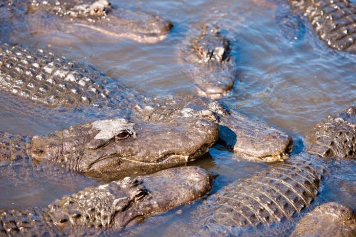 Tras una discusión con su esposo, mujer lanza a su hijo a río lleno de cocodrilos