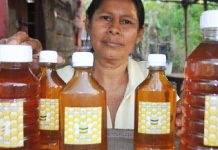 Nicaragua es exitosa en la producción nacional de miel Buenos resultados en producción nacional de miel en Nicaragua