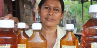 Buenos resultados en producción nacional de miel en Nicaragua