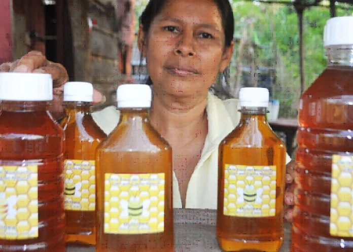 Buenos resultados en producción nacional de miel en Nicaragua