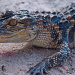 Foto: Pequeño caimán muerde a una adolescente en un río en las afueras de Bilwi / TN8