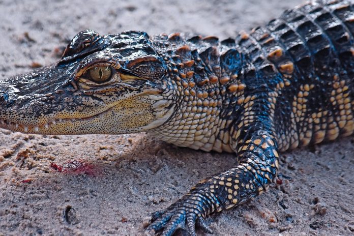 Foto: Pequeño caimán muerde a una adolescente en un río en las afueras de Bilwi / TN8