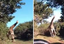 Jirafa furiosa persigue a turistas en un safari, el video es impresionante Foto: Jirafa furiosa persigue a turistas en un safari, el video es impresionante / Cortesía