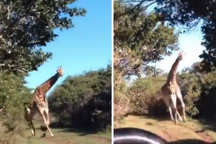 Foto: Jirafa furiosa persigue a turistas en un safari, el video es impresionante / Cortesía