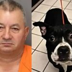 Desalmado hombre de Florida adoptó a un perrito para luego decapitarlo Hombre de Florida decapita a su perro