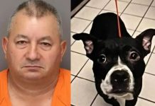 Desalmado hombre de Florida adoptó a un perrito para luego decapitarlo Hombre de Florida decapita a su perro