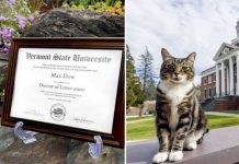 Ver para creer: Universidad de EE.UU. otorga doctorado honorífico a un gato Universidad otorga doctorado honorífico a un gato
