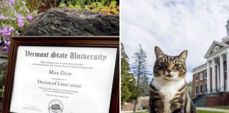 Universidad otorga doctorado honorífico a un gato