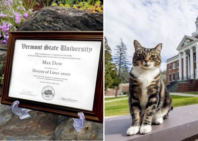 Universidad otorga doctorado honorífico a un gato