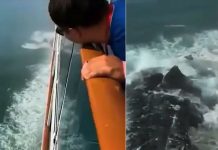 «Parece Godzilla» Captan extraña criatura marina saliendo del mar (Video) Foto: "Parece Godzilla" Captan extraña criatura marina saliendo del mar (Video) / Cortesía