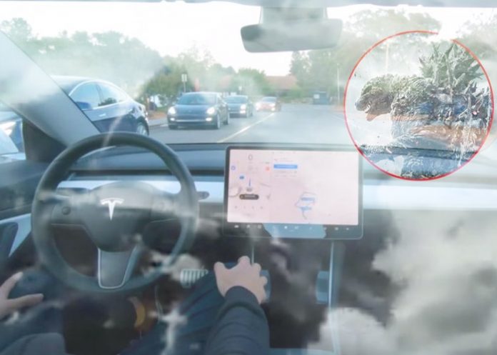 Foto: Graban a hombre haciendo el “delicioso” con un carro Tesla / Cortesía