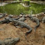 Madre en India lanza a su hijo discapacitado a un canal con cocodrilos Arroja a su hijo a un canal plagado de cocodrilos en India