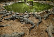 Madre en India lanza a su hijo discapacitado a un canal con cocodrilos Arroja a su hijo a un canal plagado de cocodrilos en India