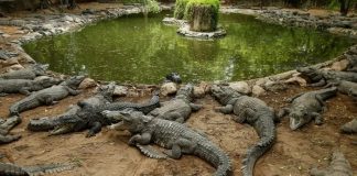 Arroja a su hijo a un canal plagado de cocodrilos en India