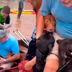 Foto: Muchos animales desaparecidos en Brasil /cortesía