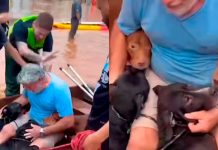 Foto: Muchos animales desaparecidos en Brasil /cortesía
