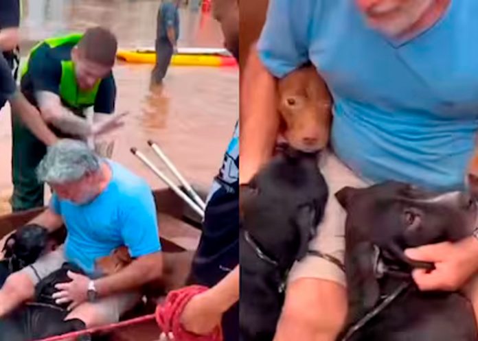 Foto: Muchos animales desaparecidos en Brasil /cortesía