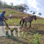 Productores de Ticuantepe listos para iniciar la siembra de primera Productores listos para iniciar el proceso de siembra