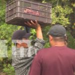 Foto:Indignación entre pobladores de Estelí por destace de vaca atropellada /TN8