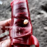 Encuentran objetos de brujería en playa de Corinto Foto: Encuentran objetos de brujería en playa de Corinto / TN8