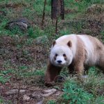 Descubren en China a extraño panda marrón ¿será el último de su especie? Foto: Increíble descubrimiento en China /cortesía