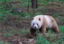Descubren en China a extraño panda marrón ¿será el último de su especie? Foto: Increíble descubrimiento en China /cortesía
