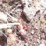 ¡Espeluznante hallazgo! Encuentran brujería en el cementerio de Granada Foto: ¡Espeluznante hallazgo! Encuentran brujería en el cementerio de Granada/TN8