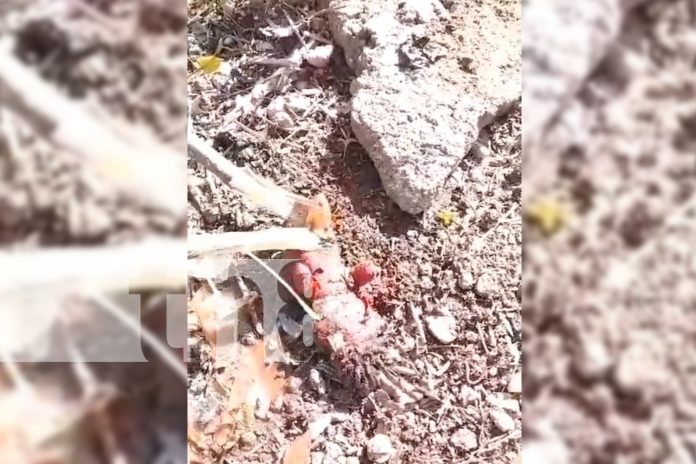 2 Foto: ¡Espeluznante hallazgo! Encuentran brujería en el cementerio de Granada/TN8