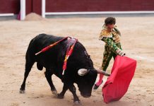Histórico: Colombia prohíbe corridas de toros «La muerte no es un espectáculo» Prohibidas las corridas de toros en Colombia
