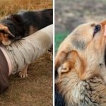 Foto: Padre defiende a su hija de presunto acosador: Se lanza con perros salvajes /Cortesía