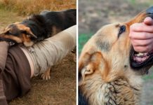 Padre defiende a su hija de presunto acosador: Se lanza con perros salvajes Foto: Padre defiende a su hija de presunto acosador: Se lanza con perros salvajes /Cortesía