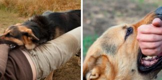 Foto: Padre defiende a su hija de presunto acosador: Se lanza con perros salvajes /Cortesía