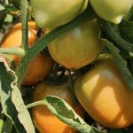 Buena salida de cosecha de hortalizas en Nicaragua durante mayo de 2024 Foto: Buena salida de cosecha de hortalizas en Nicaragua durante mayo de 2024 / Cortesía