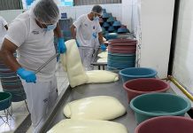 Producción de queso en buen crecimiento en las exportaciones Foto:Producción de queso en buen crecimiento en las exportaciones/Cortesía