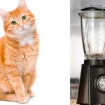 Chavalo nefasto: Madre sorprende a su hijo tratando de licuar a su gato Niño es sorprendido por su madre tratando de licuar a su gato